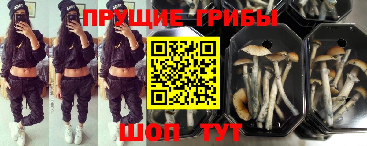 Белореченск  Псилоцибиновые грибы Cubensis  Псилоцибиновые грибы мицелий  Вход с VPN 